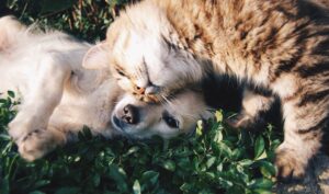 orange tabby cat and puppy play in grass