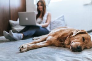 woman sitting on bed with laptop and sleeping dog in foreground