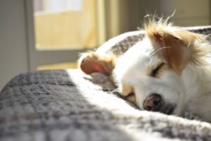 dog sleeping on bed in sunshine