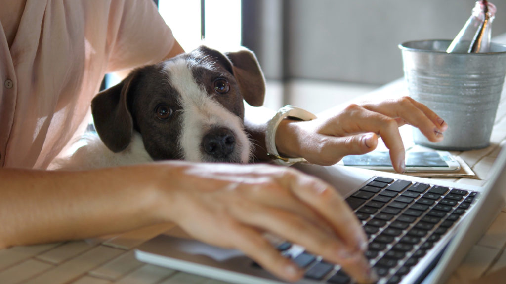 dog sits on man's lap while he works on computer