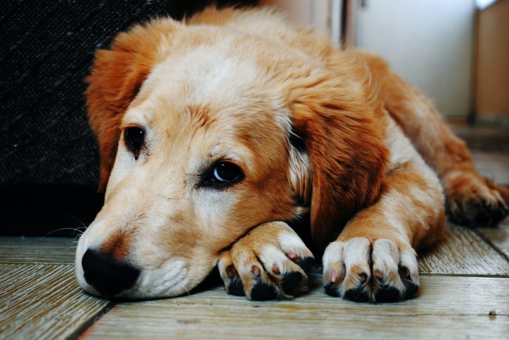 sad golden retriever lying on the floor