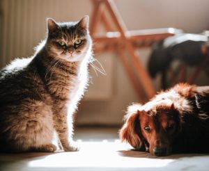 cat and dog resting on kitchen floor