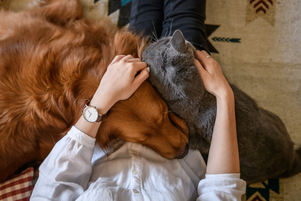 person sitting with dog and cat cuddling on their lap