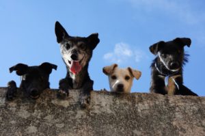 four different breeds of dogs looking over a stone wall