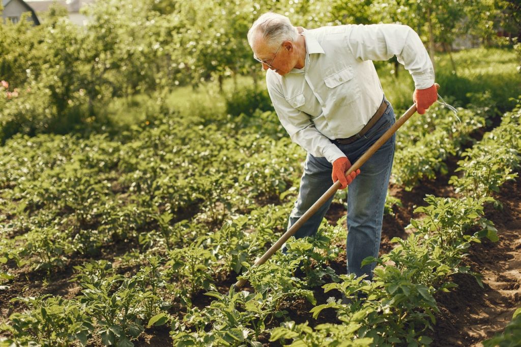 old man gardening in yard