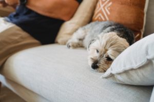 small dog curled up on sofa with orange cushions