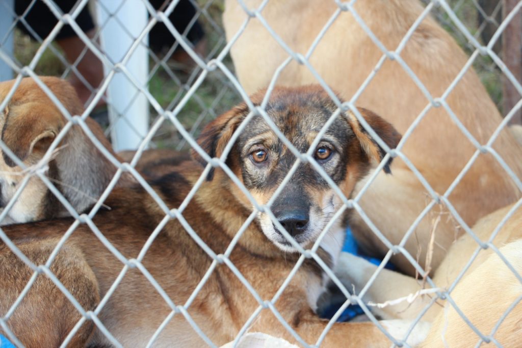 dog behind chain link fence looking at camera