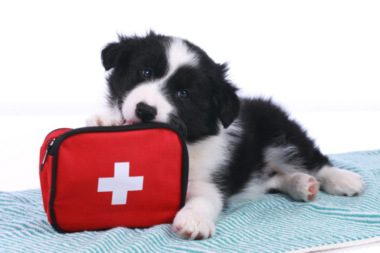 Pet Owners: What to Add to Your Emergency Preparedness Kit