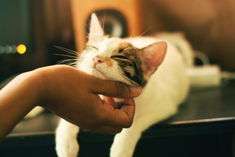 Pet Care When You’re Traveling: The Power of Pet Power of Attorney