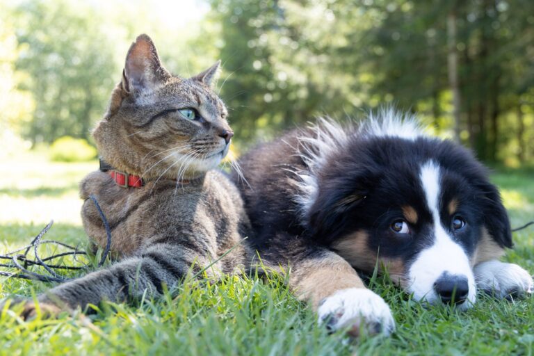 The Ultimate Guide to Creating a Pet Trust
