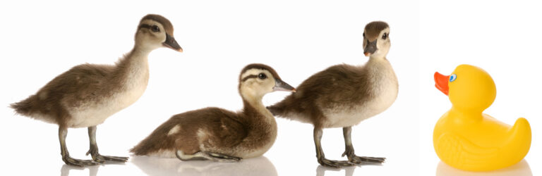 Estate Planning for Blended Families