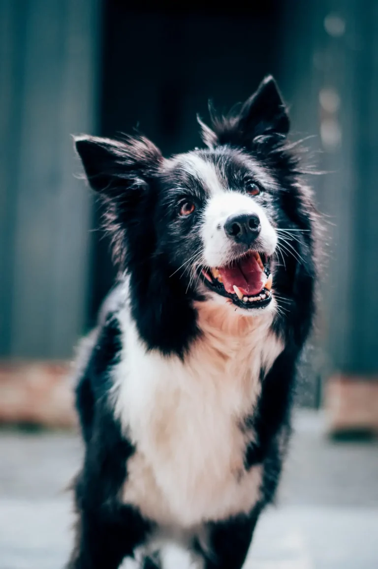 The Importance of a Pet Power of Attorney for Vacationers