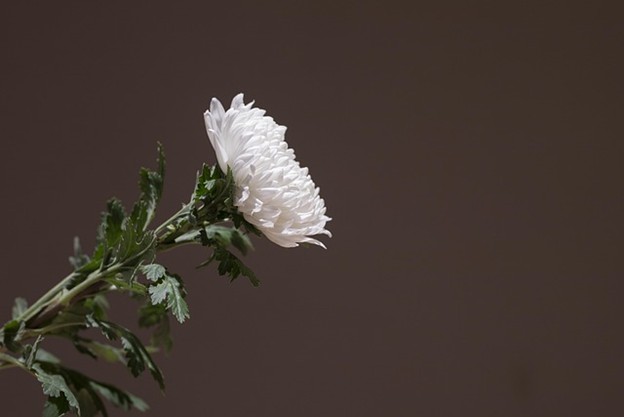 What Is Funeral Insurance