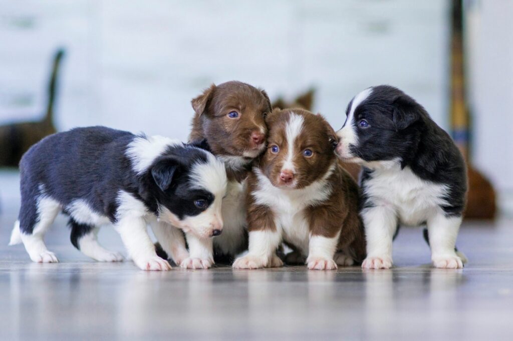 Protect Your Dog