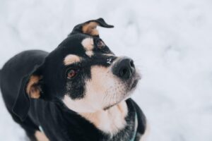 Mutt looking up